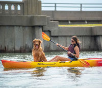 Ocean Kayak Malibu 11.5 Solo Sit On Top Kayak With Built In AirComfort™ On The Water With A Dog - For Sale At Ocean Kayak UK - Norfolk Canoes UK